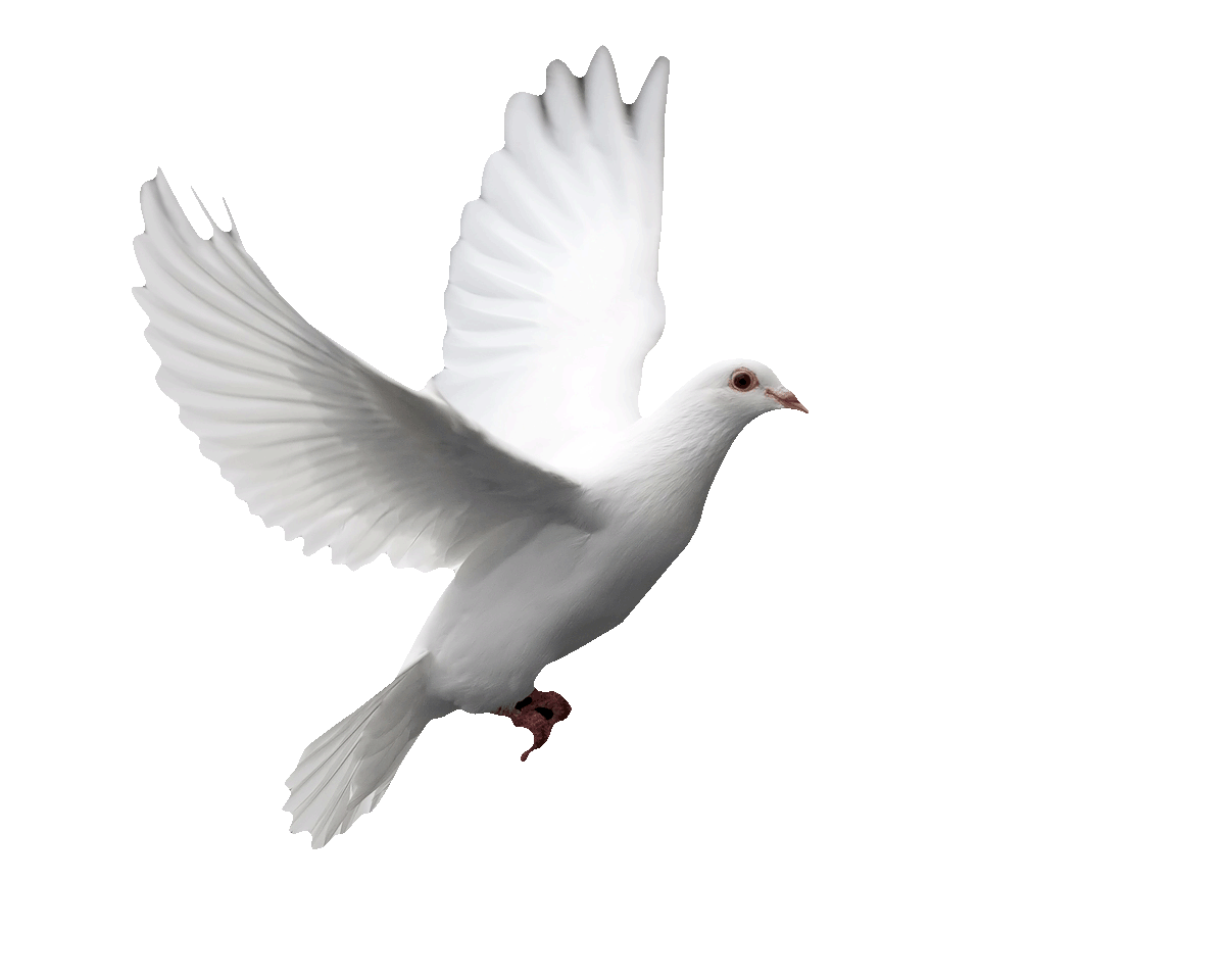 white_dove_in_flight__976408_copy.gif